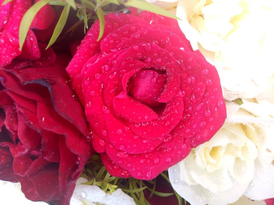 Exhibition conducted by National Rose Society.