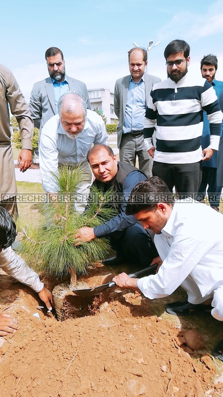 Plantation 2019
